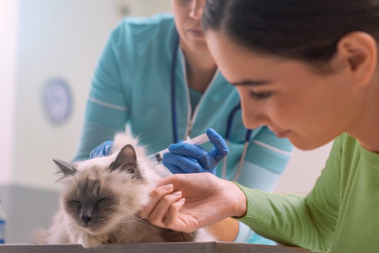 Como abrir um Pet Shop? Veja os passos para o sucesso aqui!